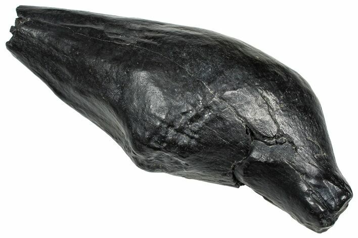 Fossil Sperm Whale (Scaldicetus) Tooth - South Carolina #374151
